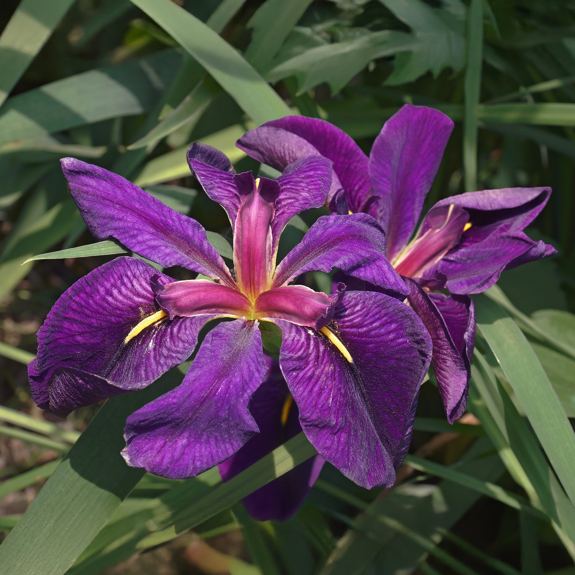 Iris de Louisiane Black Gamecock - Iris louisiana Black Gamecock - Bakker