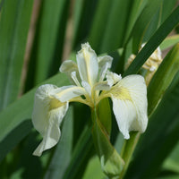 Iris des marais à fleurs blanches - Iris pseudacorus Alba - Bakker