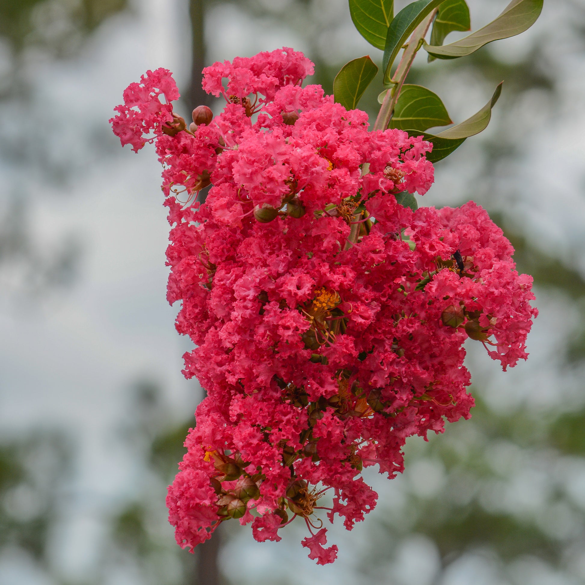 Lilas des Indes Dynamite - Lagerstroemia indica Dynamite - Bakker