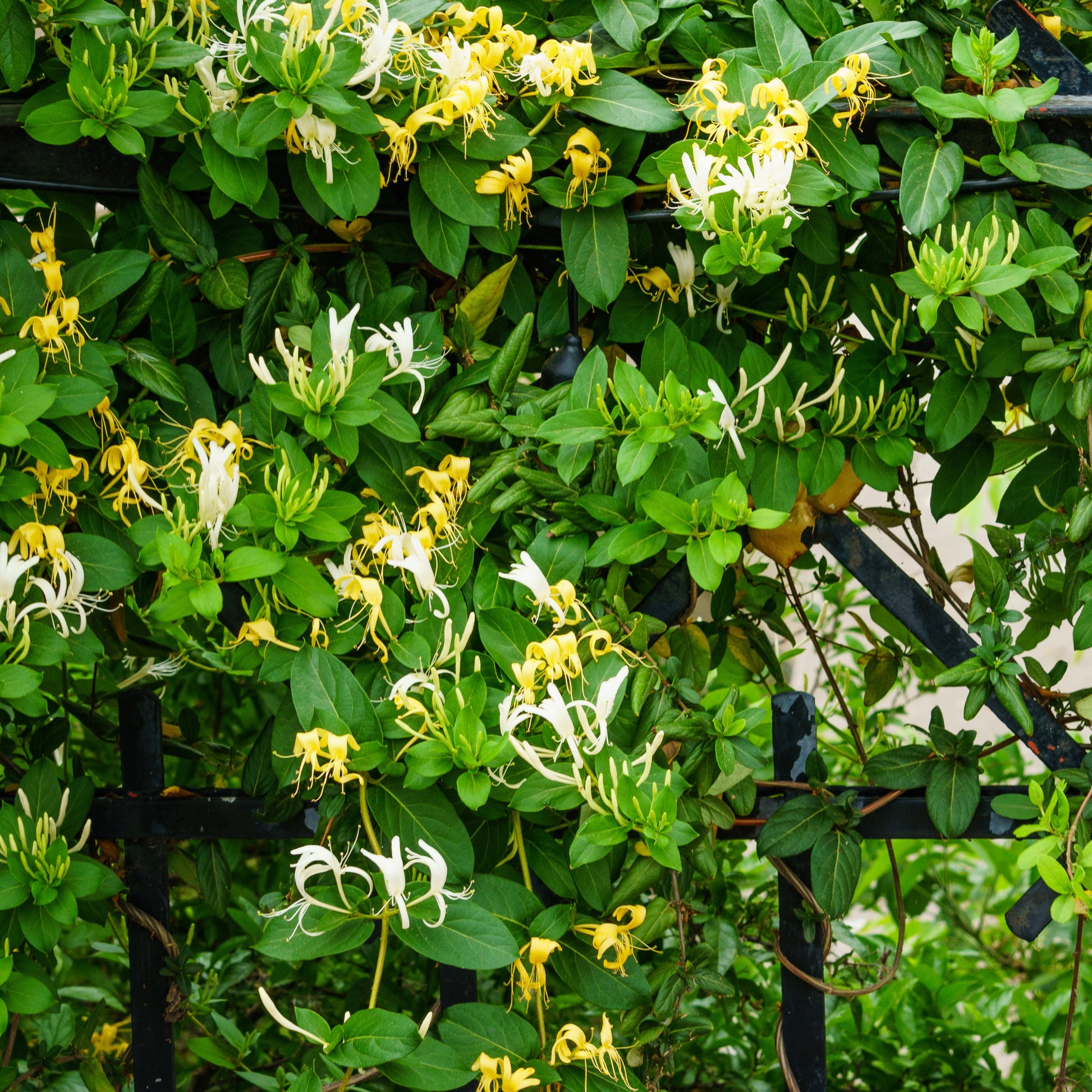 Chèvrefeuille du Japon Hall's Prolific - Lonicera japonica Hall's Prolific - Bakker
