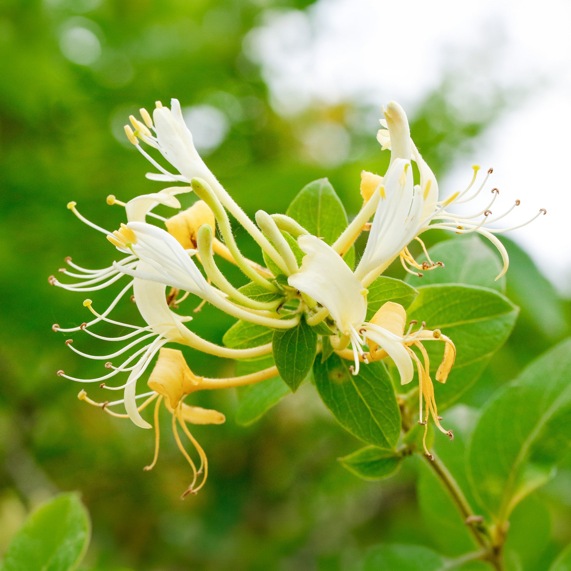 Lonicera japonica Halliana - Chèvrefeuille du Japon Halliana - Chèvrefeuille grimpant