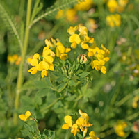 Lotus corniculatus - Lotier corniculé - Plantes sauvages jardin