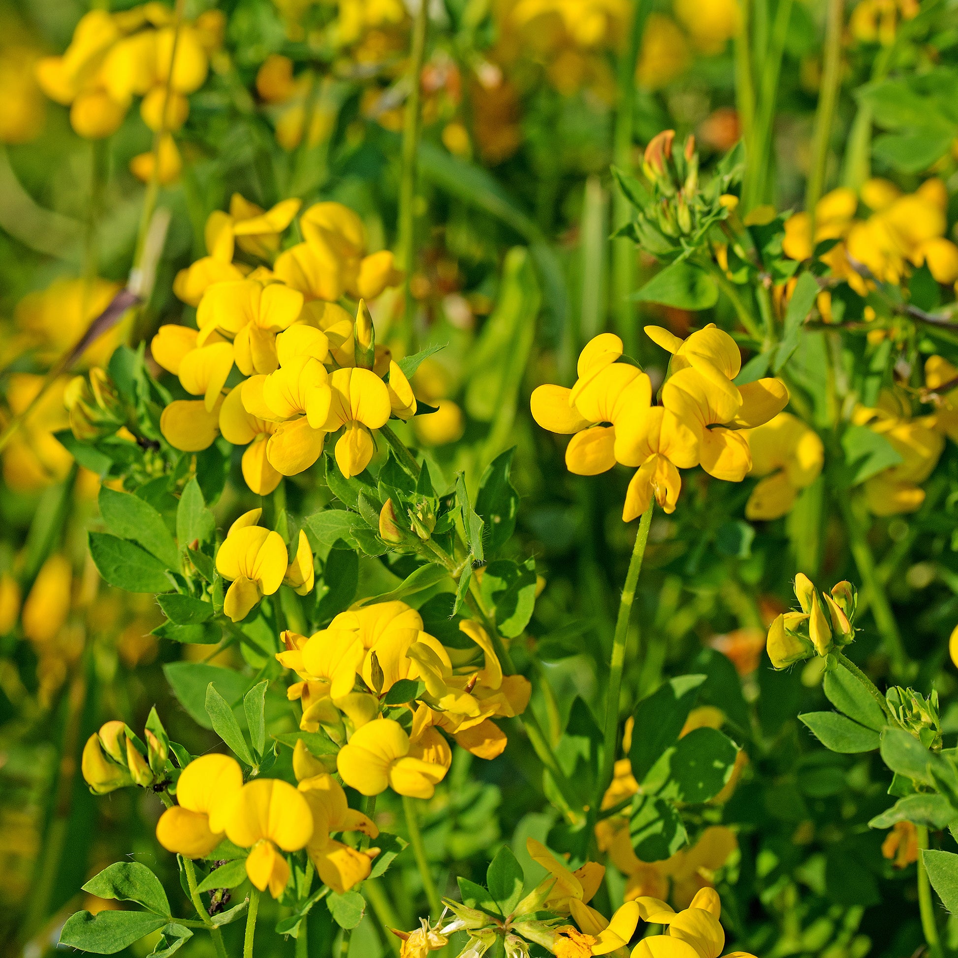 Lotier corniculé - Lotus corniculatus - Bakker