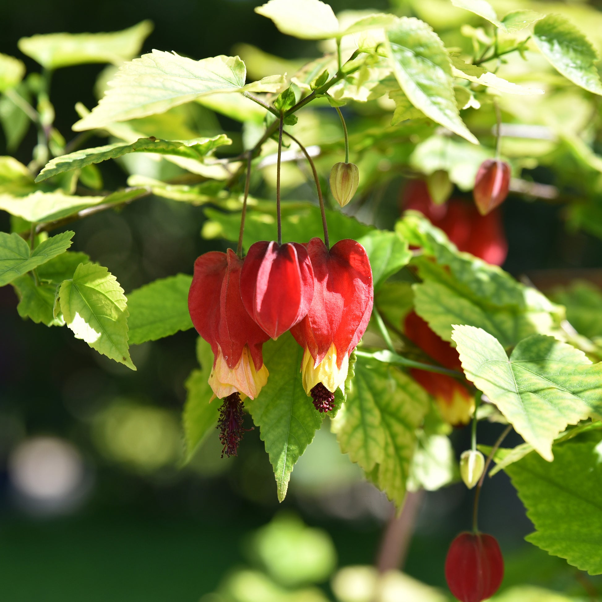 Abutilon megapotamicum - Lanterne chinoise - Arbustes fleuris