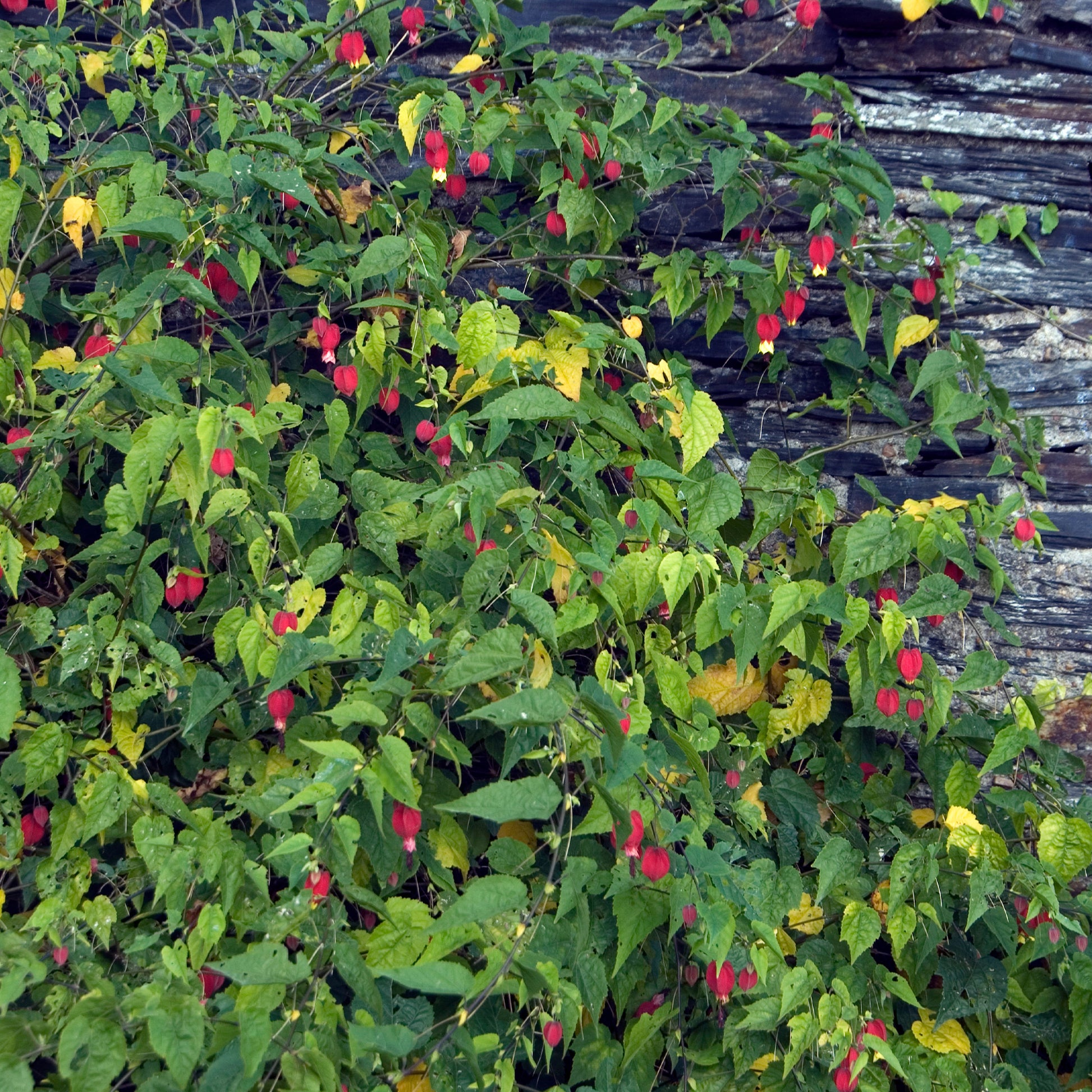 Lanterne chinoise - Abutilon megapotamicum - Bakker