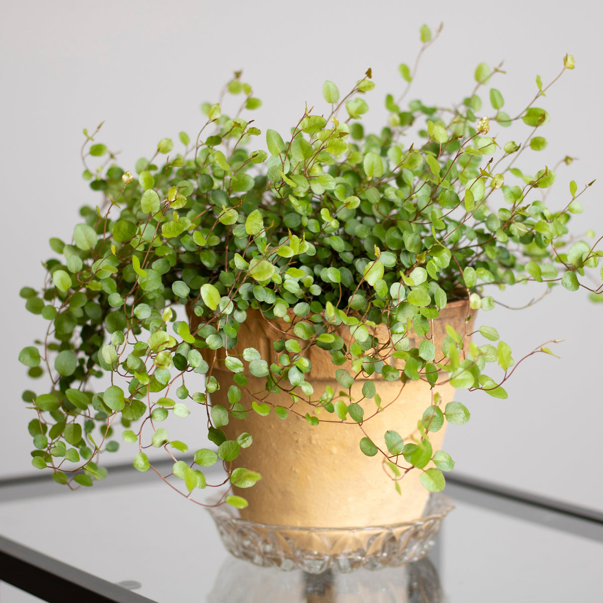 Vente Muehlenbeckia complexa - Muehlenbeckia complexa