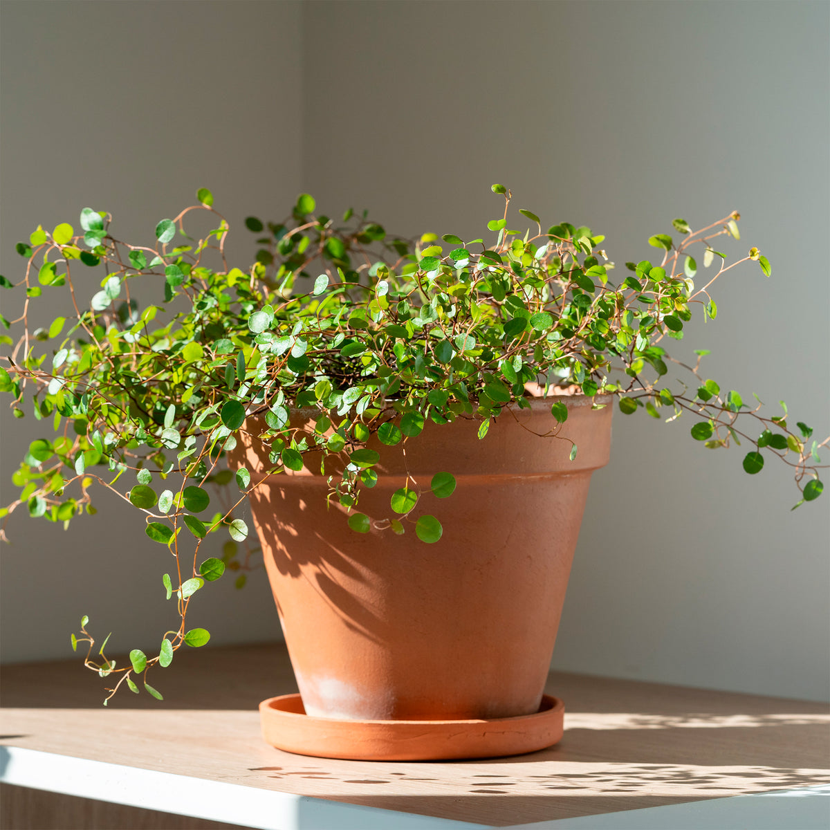 Muehlenbeckia complexa - Muehlenbeckia complexa - Plantes suspendues pour la terrasse et le balcon