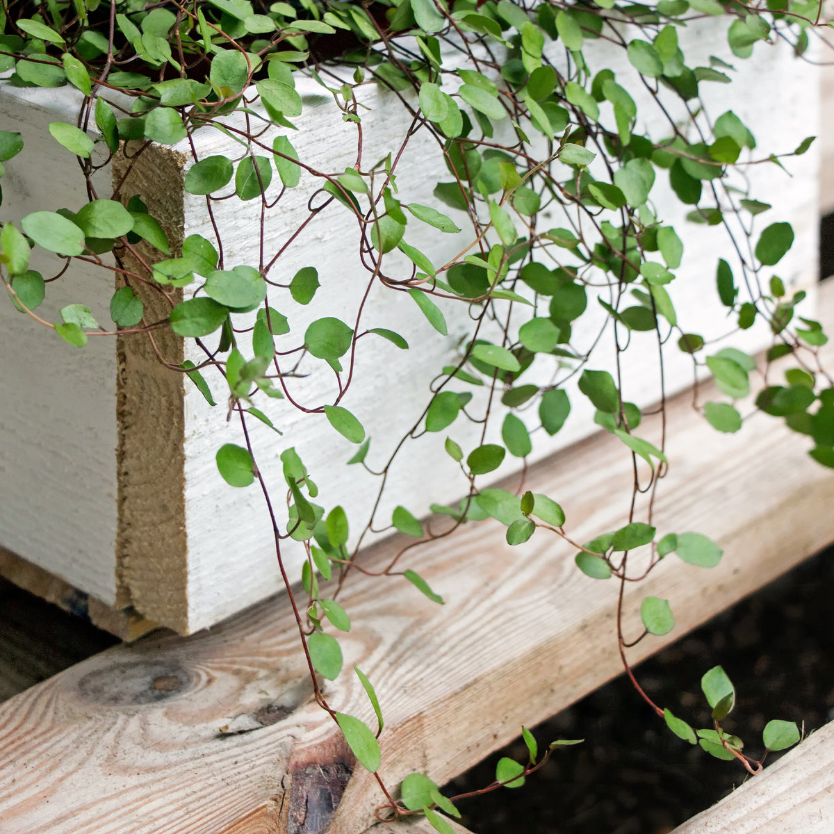 Plantes suspendues pour la terrasse et le balcon - Muehlenbeckia complexa - Muehlenbeckia complexa