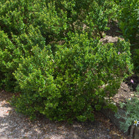 Myrtus communis Tarentina - Myrte de Tarente - Plantes mediterranéennes d'extérieur