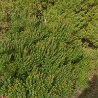 Myrte de Tarente - Myrtus communis Tarentina - Bakker