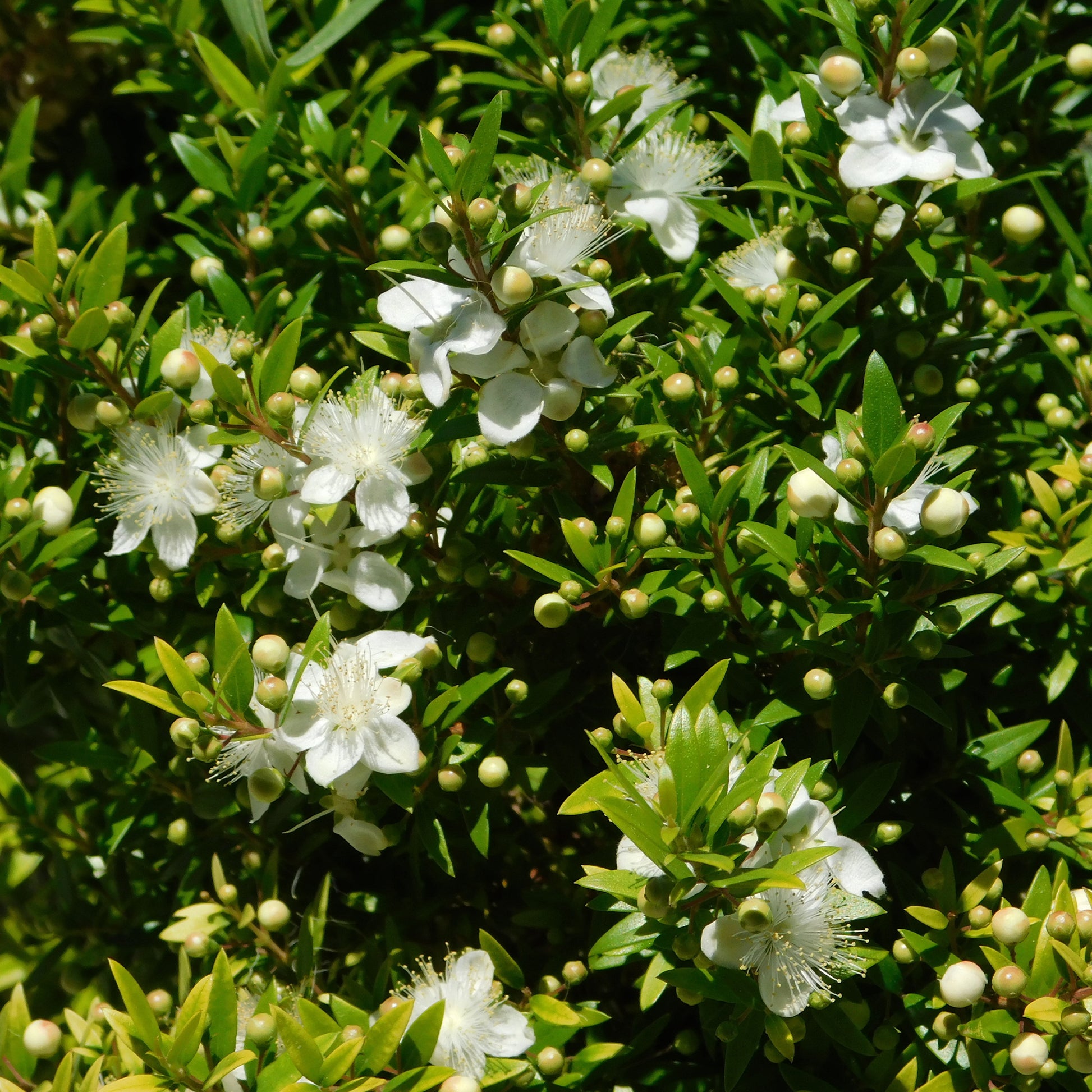 Myrte de Tarente - Myrtus communis Tarentina - Bakker