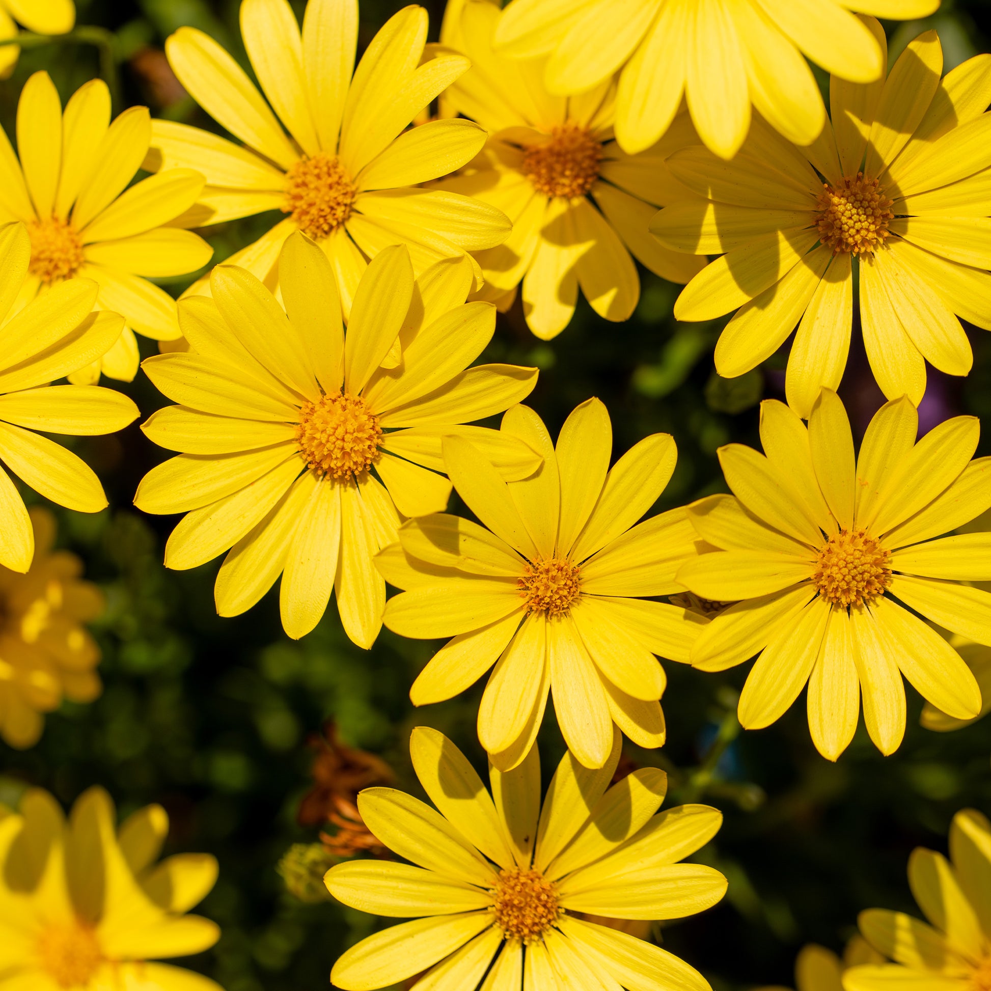 Osteospermum jaune - Marguerite du Cap jaune - Oestospermum - Plantes de terrasses et balcons pour pot et balconière