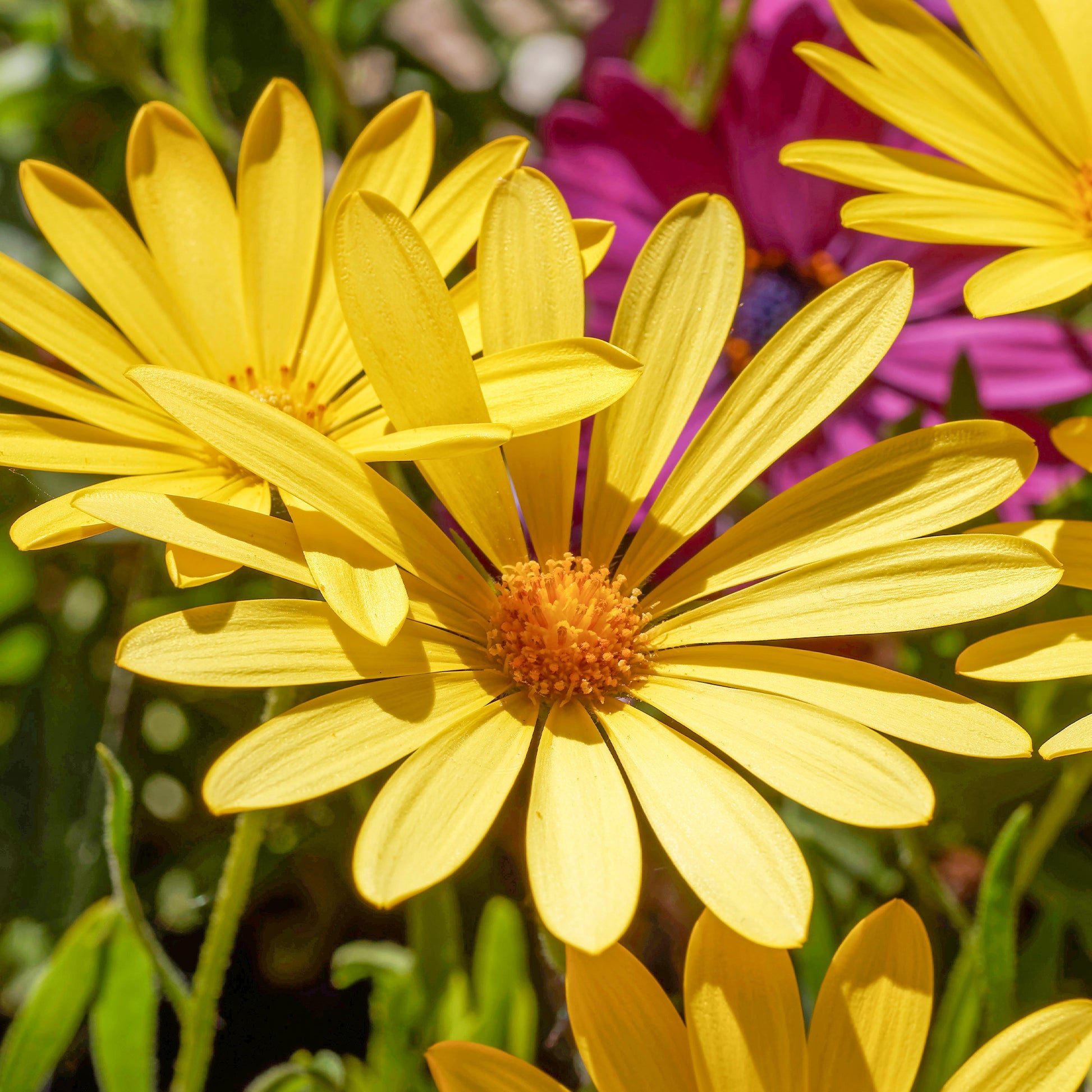 Marguerite du Cap jaune - Oestospermum - Osteospermum jaune - Bakker