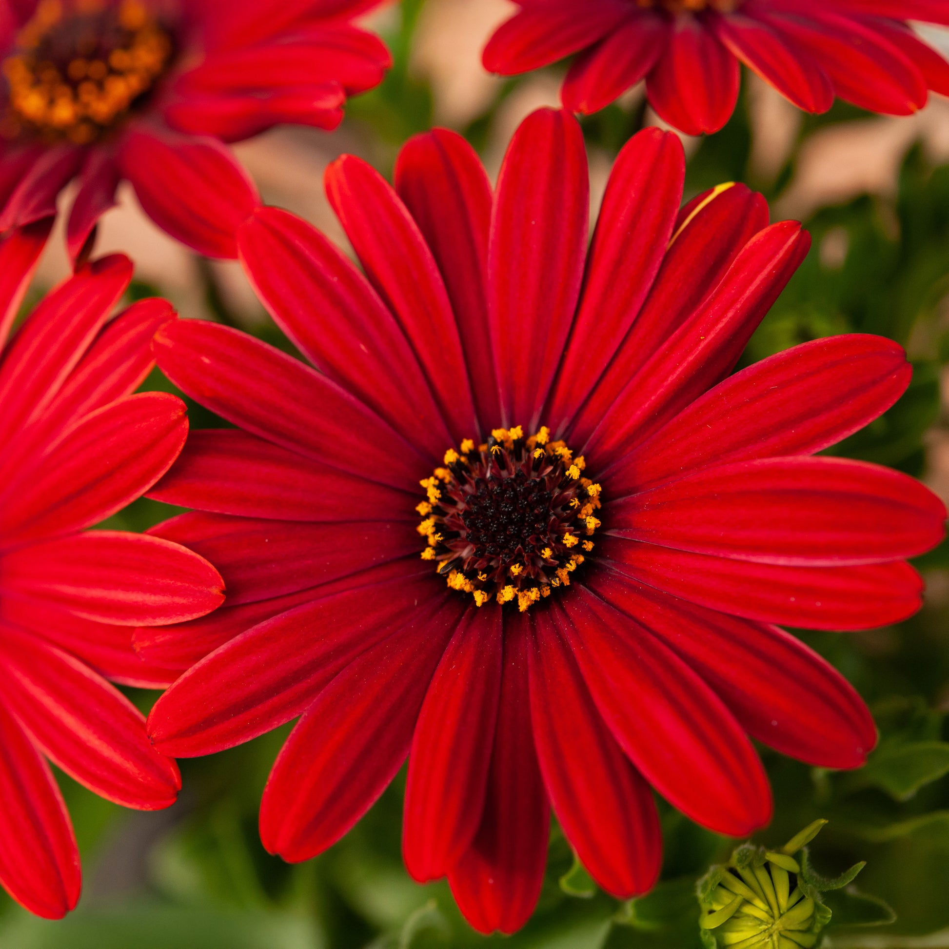 Marguerite du Cap rouge - Oestospermum - Osteospermum rouge - Bakker