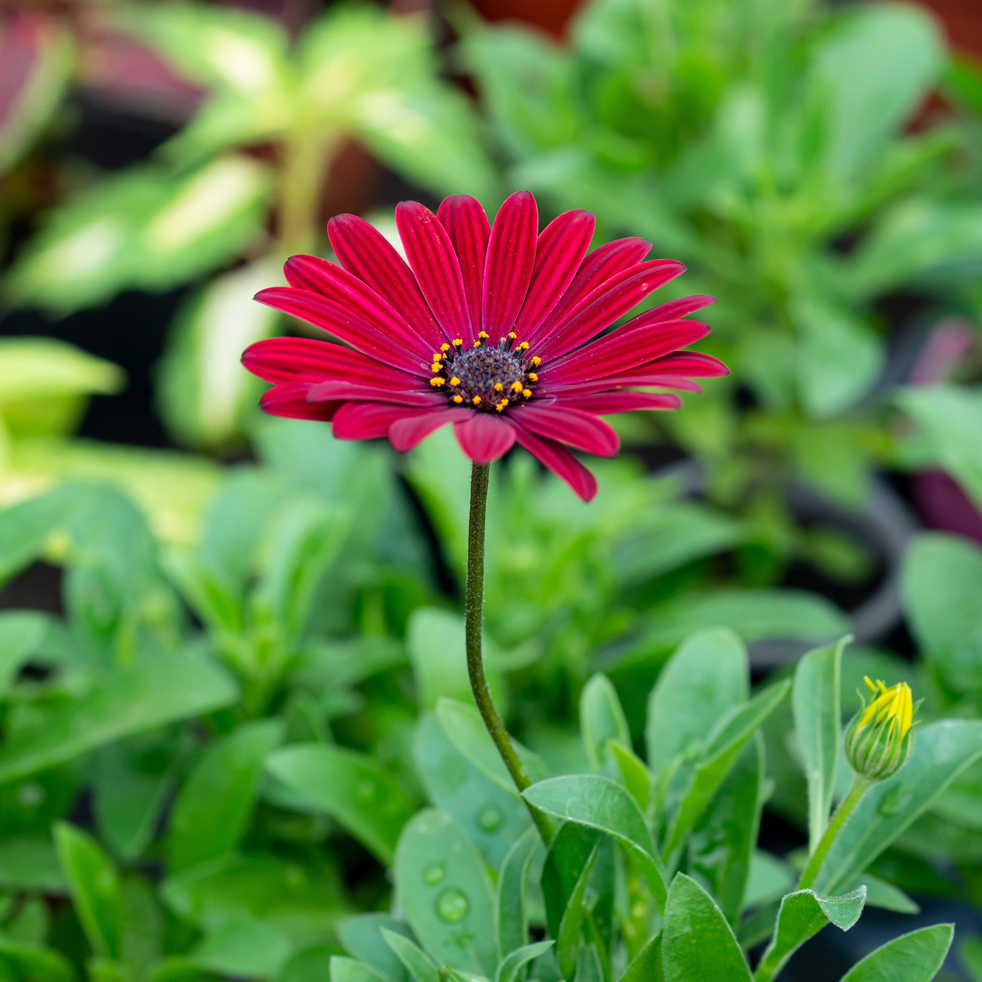 Marguerite du Cap rouge - Oestospermum - Bakker