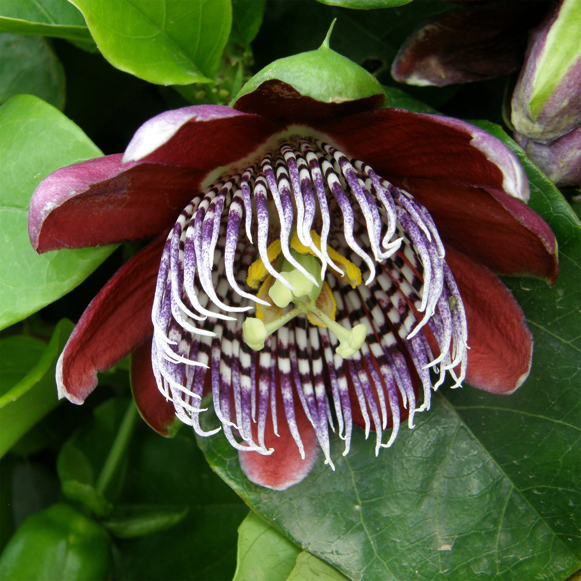 Grenadille sauvage - Passiflora alata - Bakker