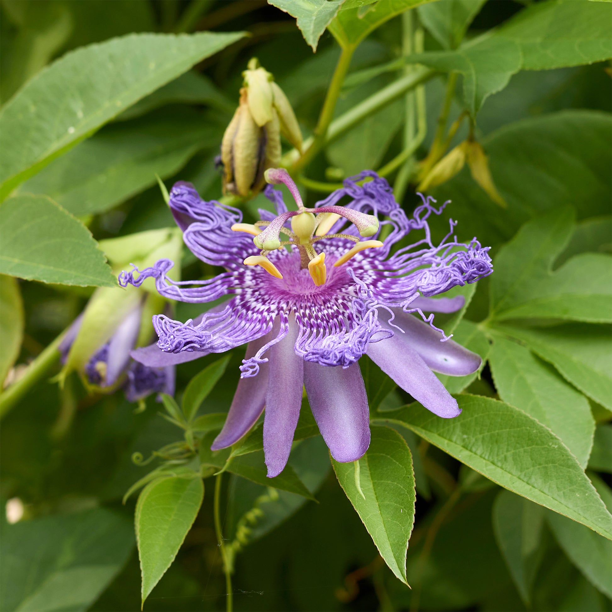 Passiflora incarnata - Passiflore officinale - Passiflore