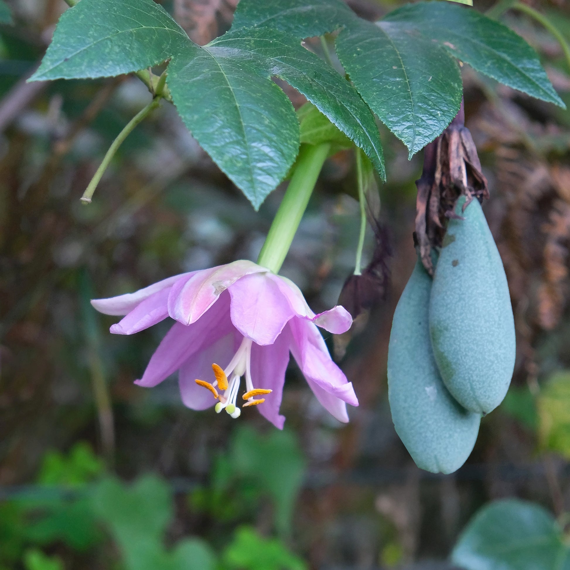 Passiflore - Passiflore banane - Passiflora mollissima