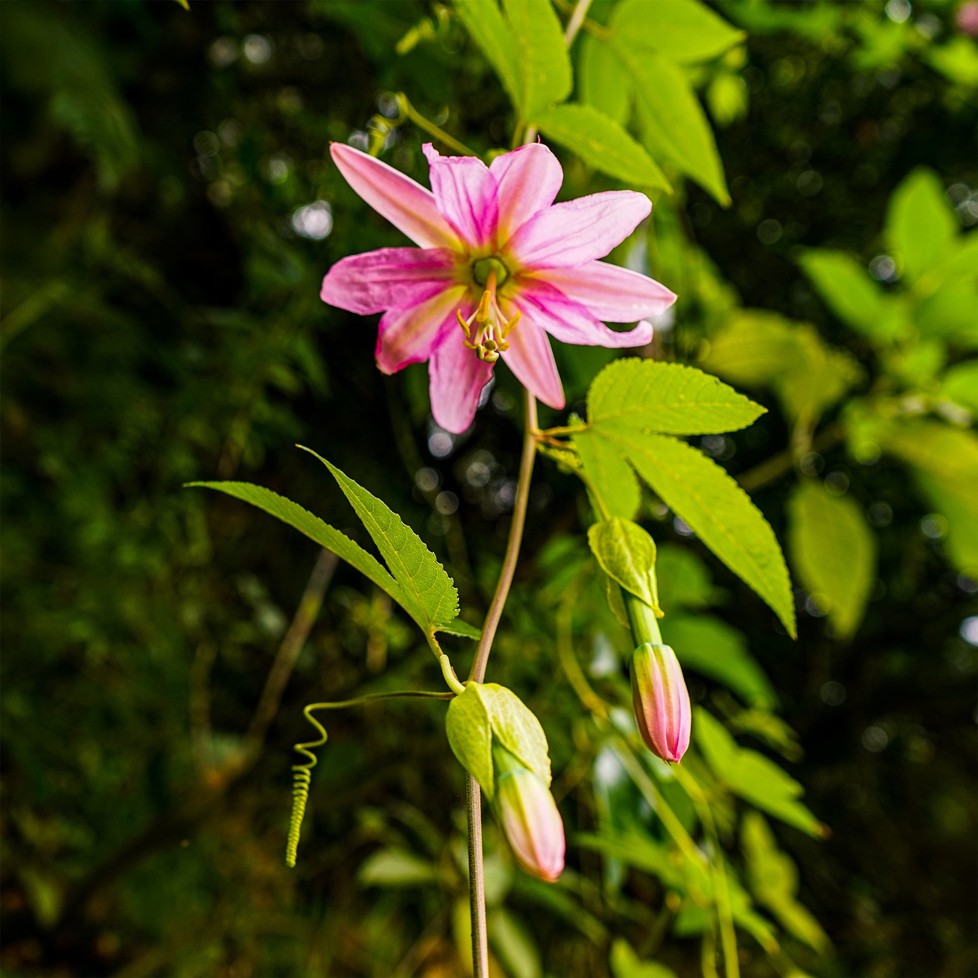 Passiflore banane - Passiflora mollissima - Bakker