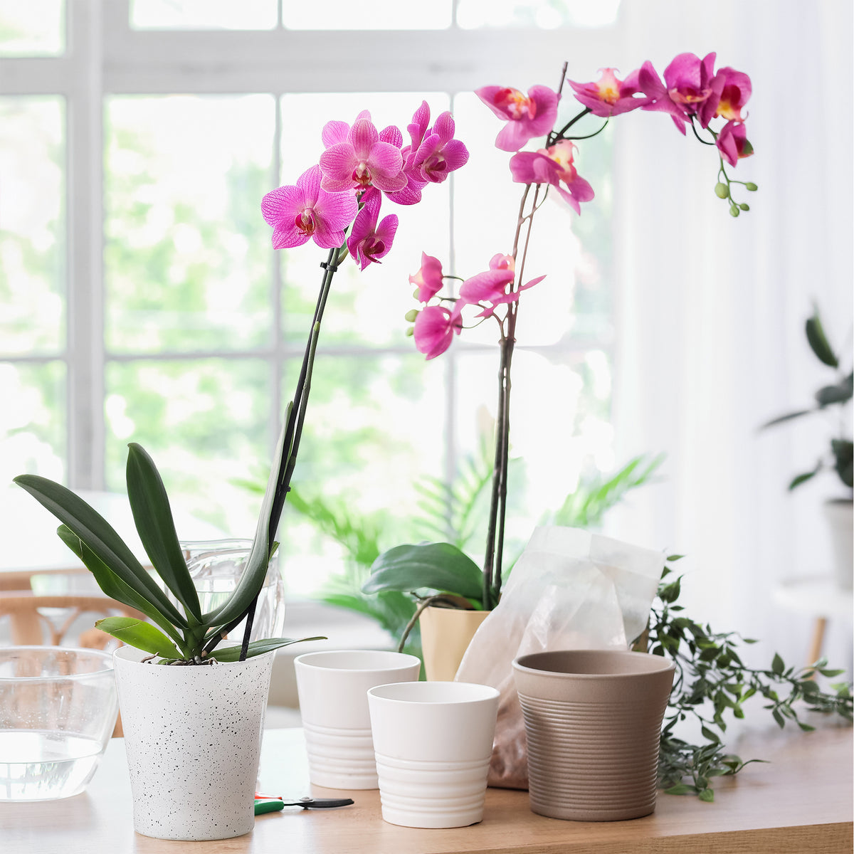 Orchidée rose - Phalaenopsis rosa - Bakker