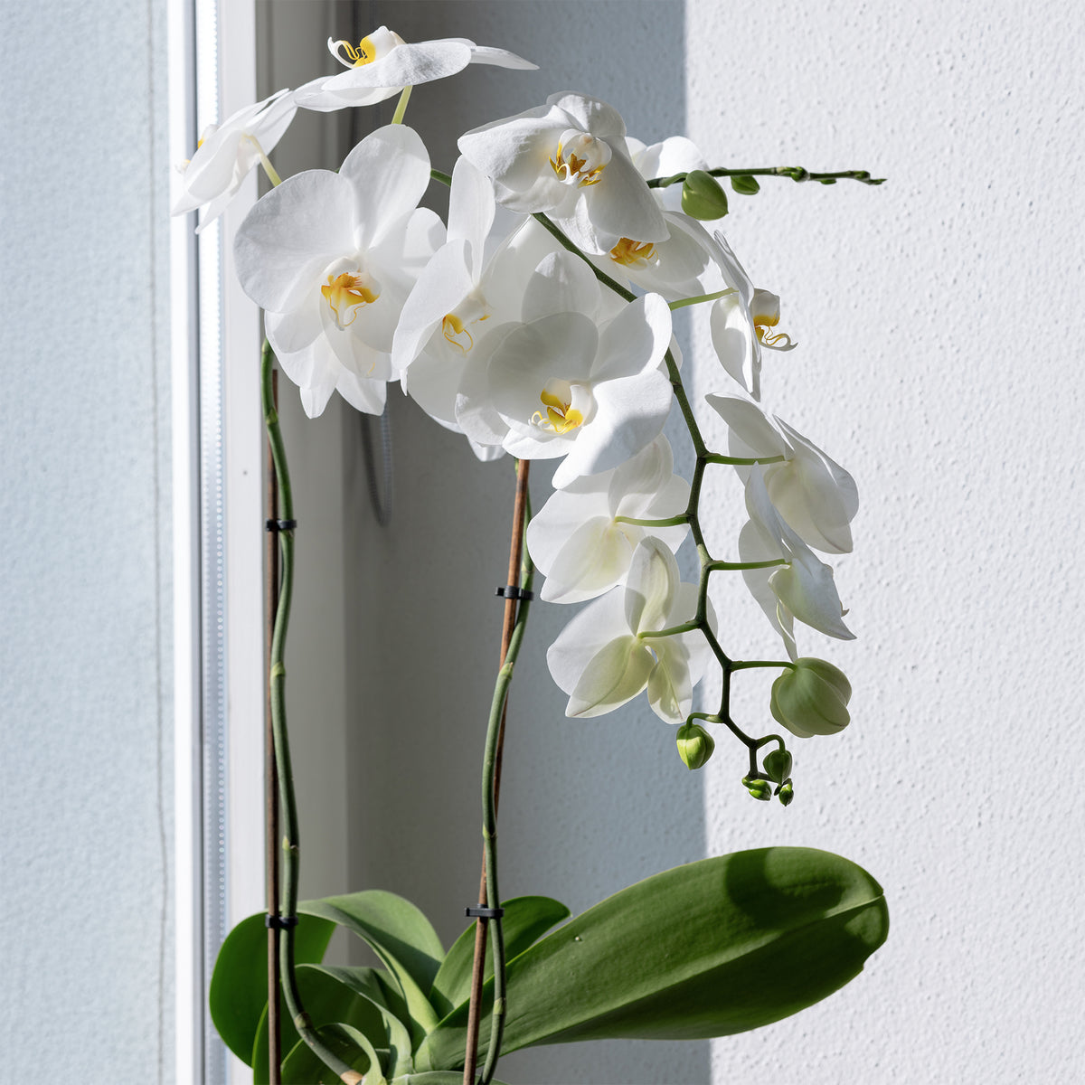 Orchidée blanche - Phalaenopsis white - Bakker