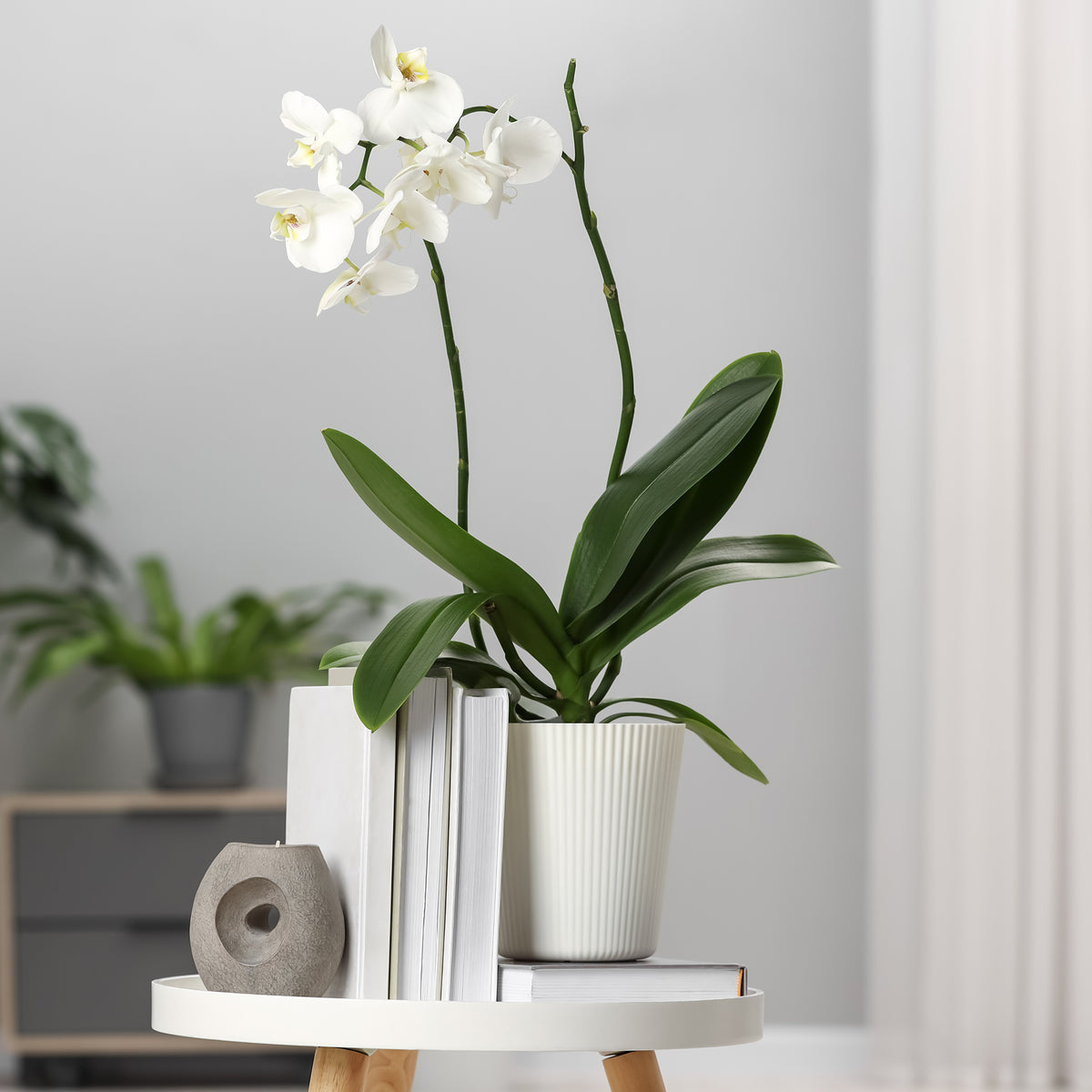 Orchidée blanche - Bakker
