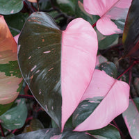 Philodendron Pink Princess - Philodendron Pink Princess - Bakker