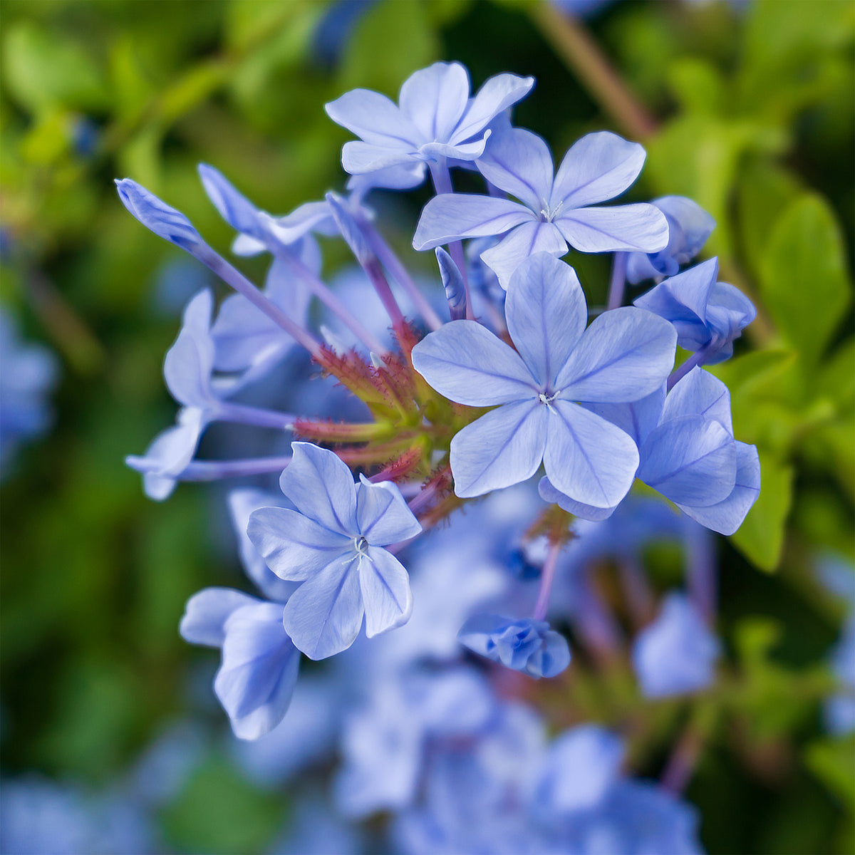 Plumbago Dark Blue - Plumbago auriculata Dark Blue - Bakker