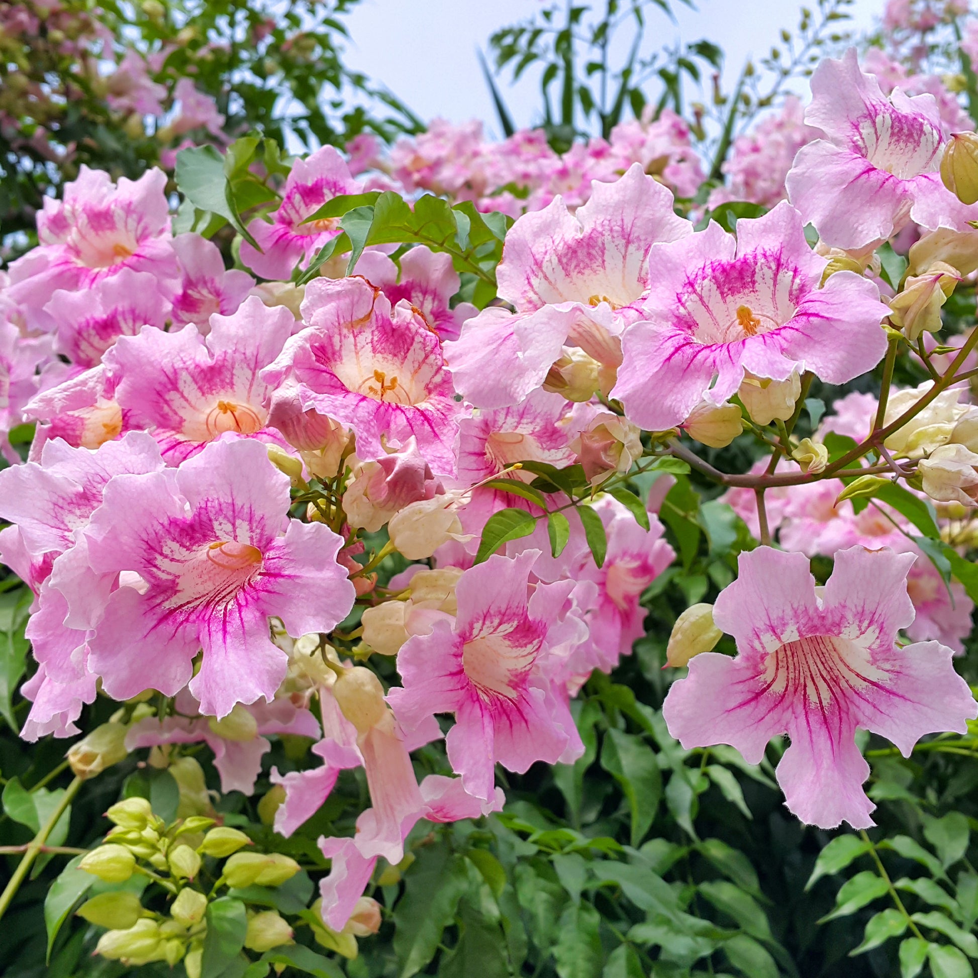 Bignone rose Comtesse Sarah - Podranea ricasoliana Comtesse Sarah - Bakker