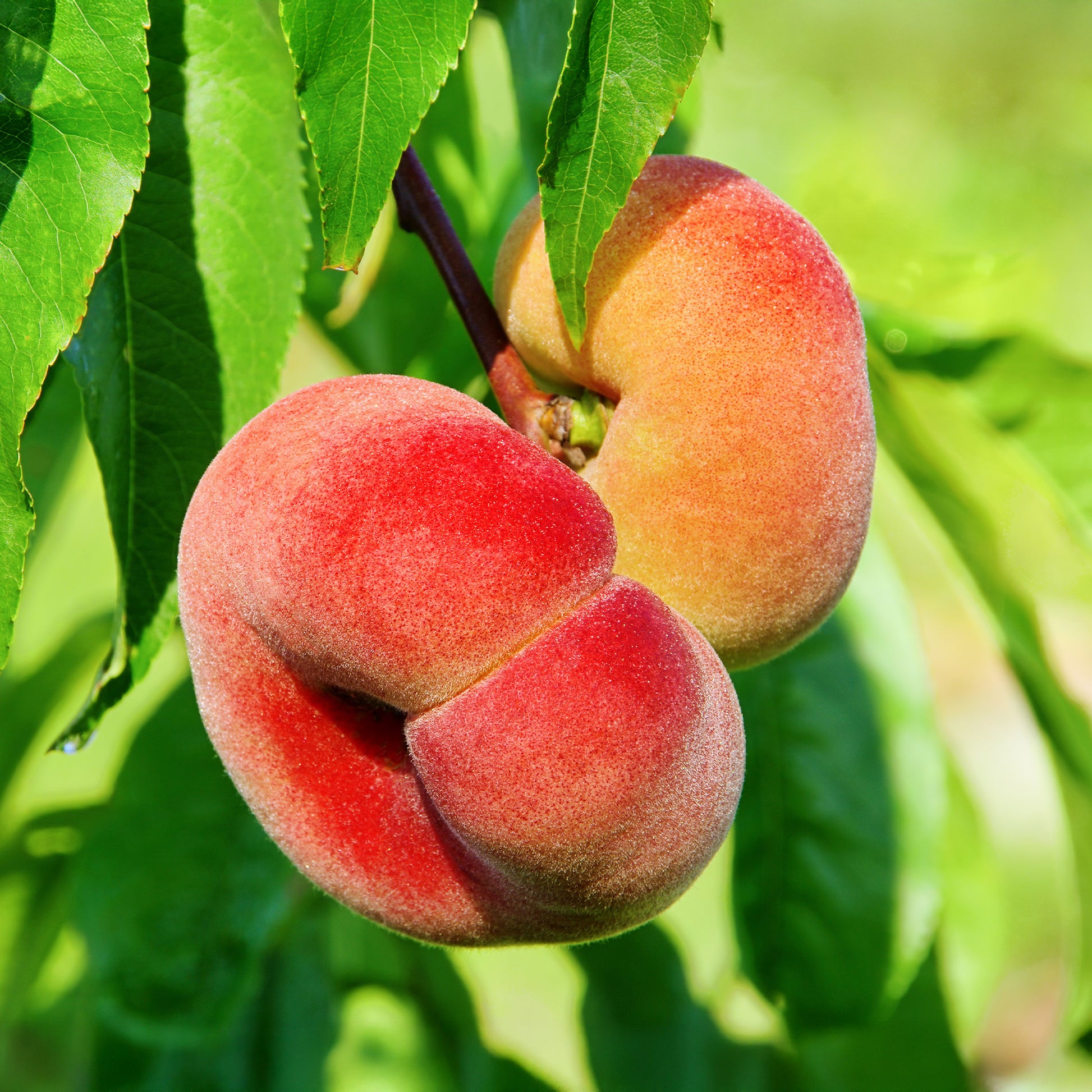 Pêcher Saturne - Prunus persica Saturne - Bakker