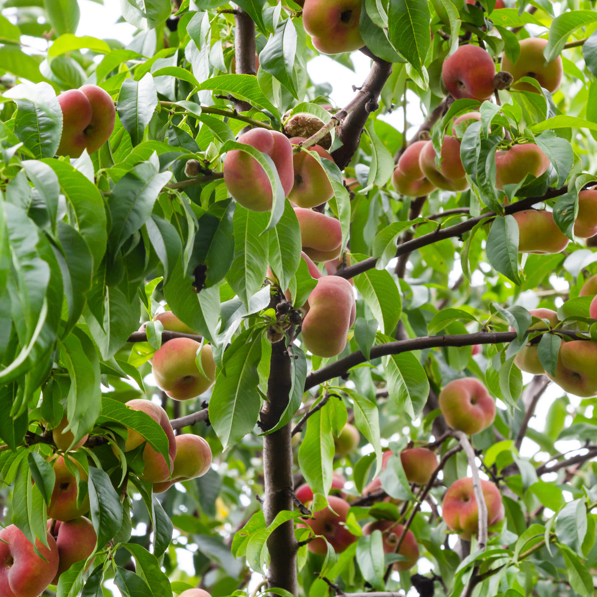 Pêchers - Pêcher Saturne - Prunus persica Saturne