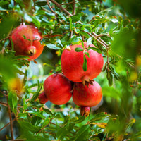 Punica granatum - Grenadier à fruits - Arbres fruitiers