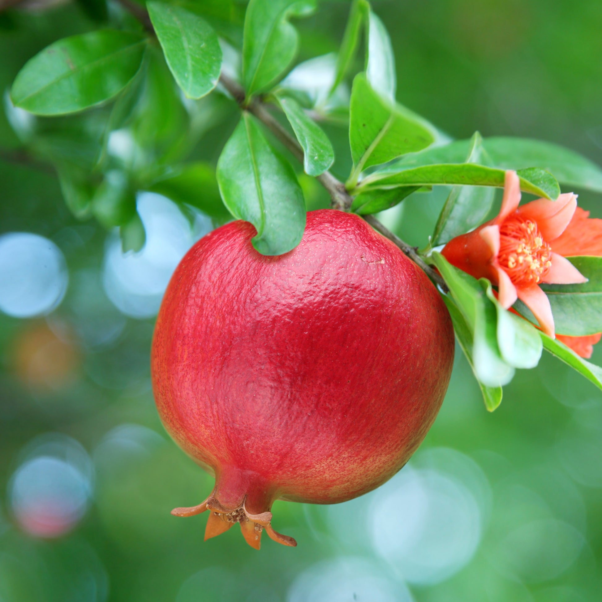 Grenadier à fruits - Bakker