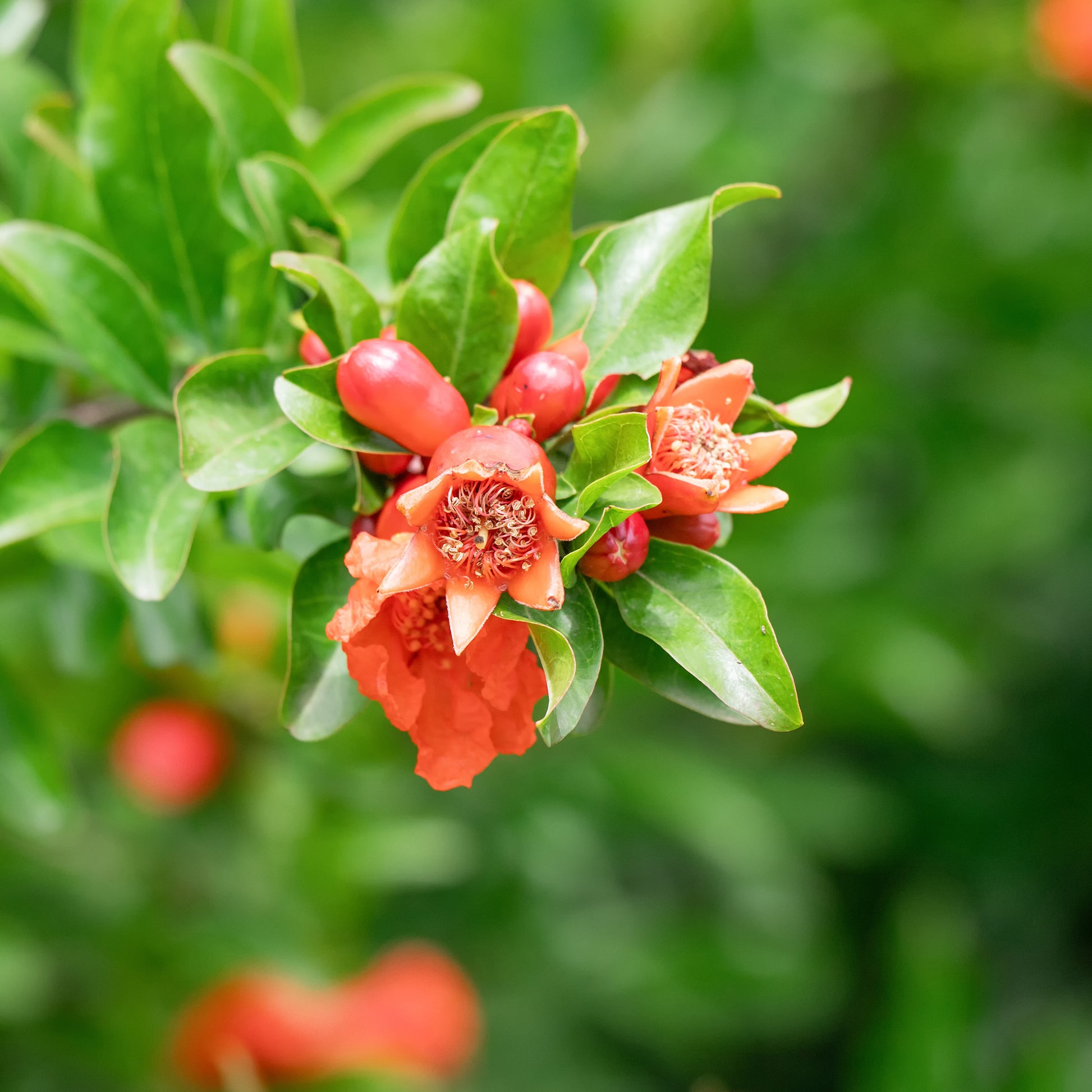 Grenadier à fruits - Punica granatum - Bakker