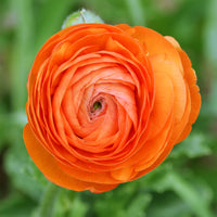 10 Renoncules oranges - Ranunculus asiaticus Orange - Bakker