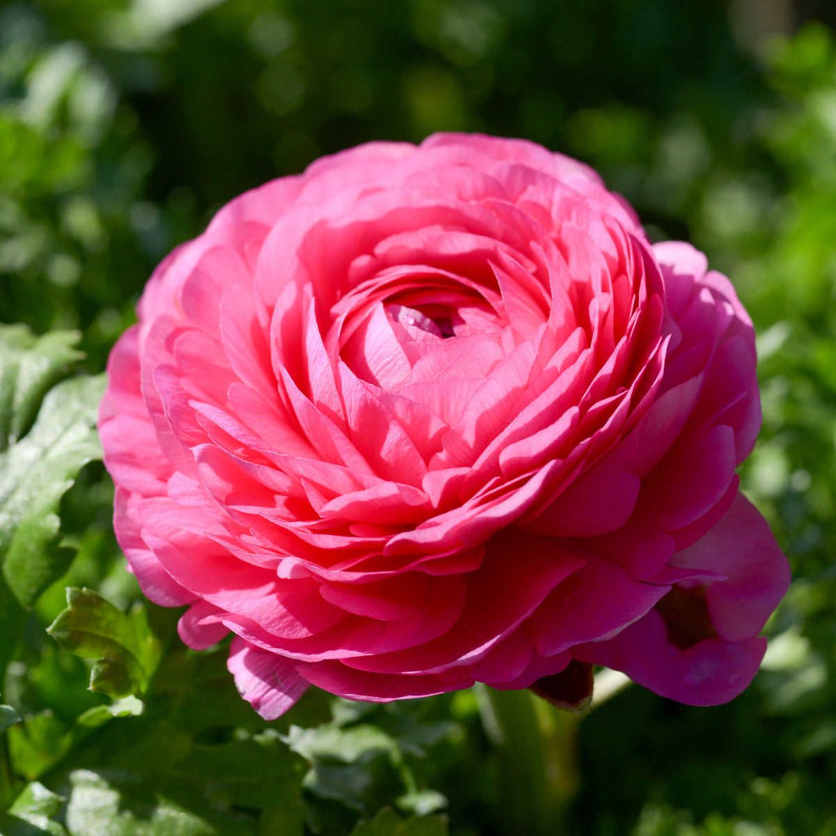 10 Renoncules roses - Ranunculus asiaticus Pink - Bakker