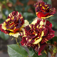 Rosier buisson Abracadabra® Koramsaro - Rosa Abracadabra® Koramsaro - Bakker