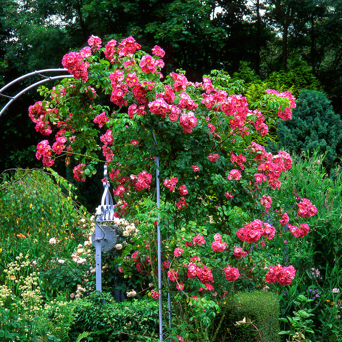 Rosier liane American Pillar - Rosa wichuraiana American Pillar - Bakker