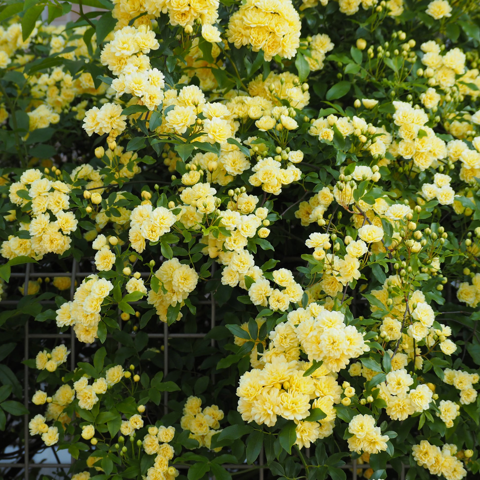 Rosa banksiae Lutea - Rosier de Banks jaune - Rosiers