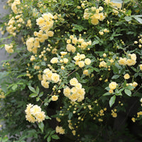 Rosa banksiae Lutea - Rosier grimpant de Banks jaune - Rosiers grimpants