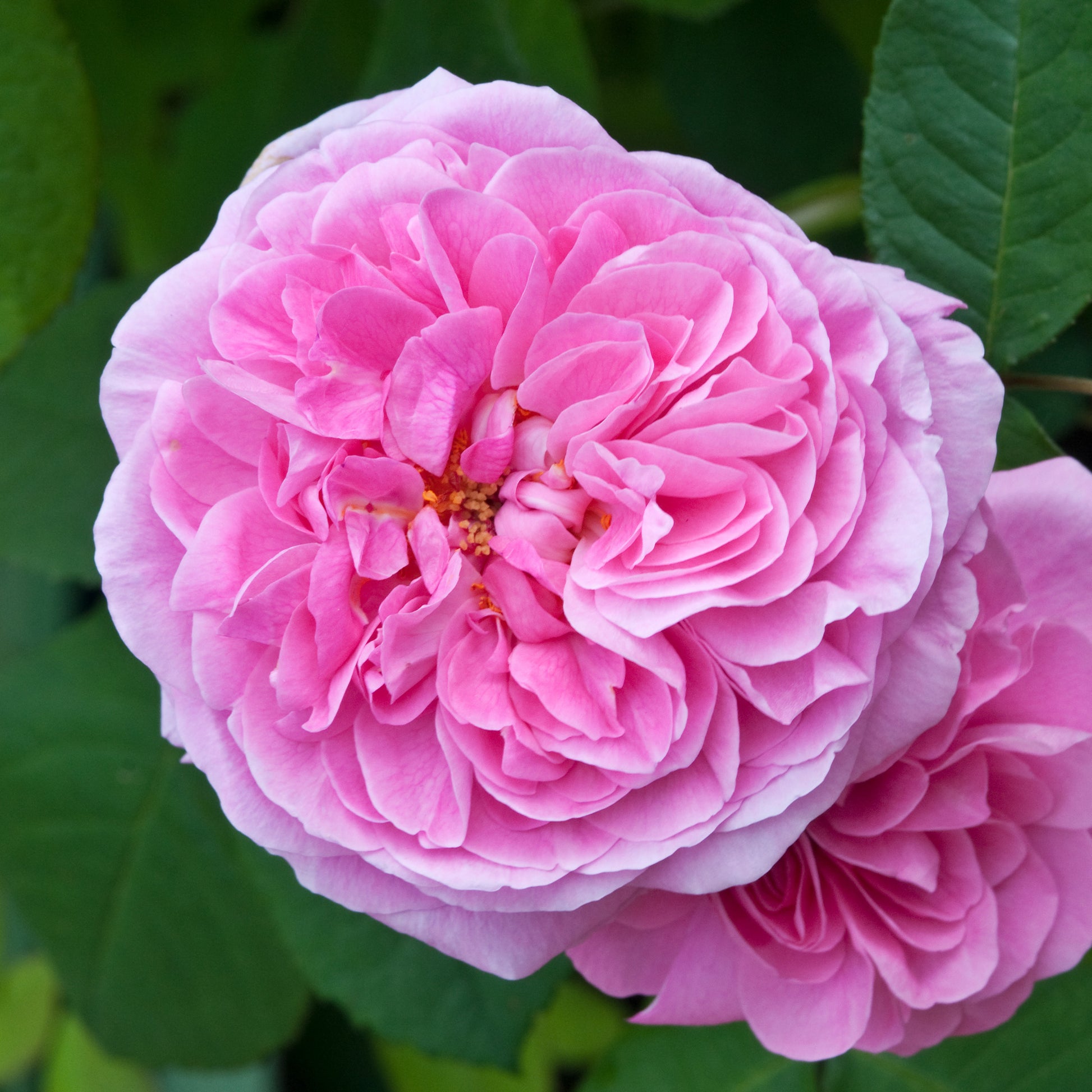 Rosa Gertrude Jekyll® Ausbord - Rosier anglais grimpant Gertrude Jekyll® Ausbord - Rosiers