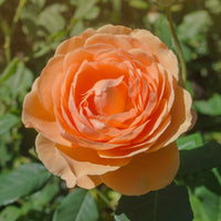 Rosiers - Rosier anglais Lady of Shalott - Rosa Lady of Shalott® Ausnyson