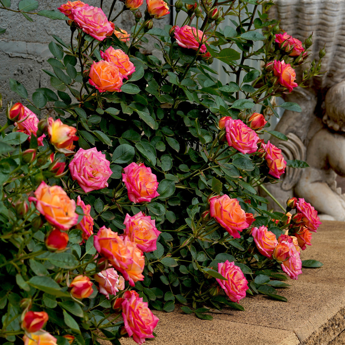Rosier miniature Little Sunset® - Rosa Little Sunset® - Bakker