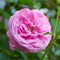 Rosier Bourbon Louise Odier - Bakker