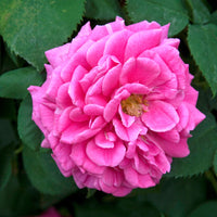 Rosier Bourbon grimpant Mme Isaac Pereire - Rosa Madame Isaac Pereire - Bakker