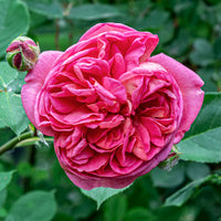 Rosier Bourbon grimpant Mme Isaac Pereire - Rosa Madame Isaac Pereire - Bakker