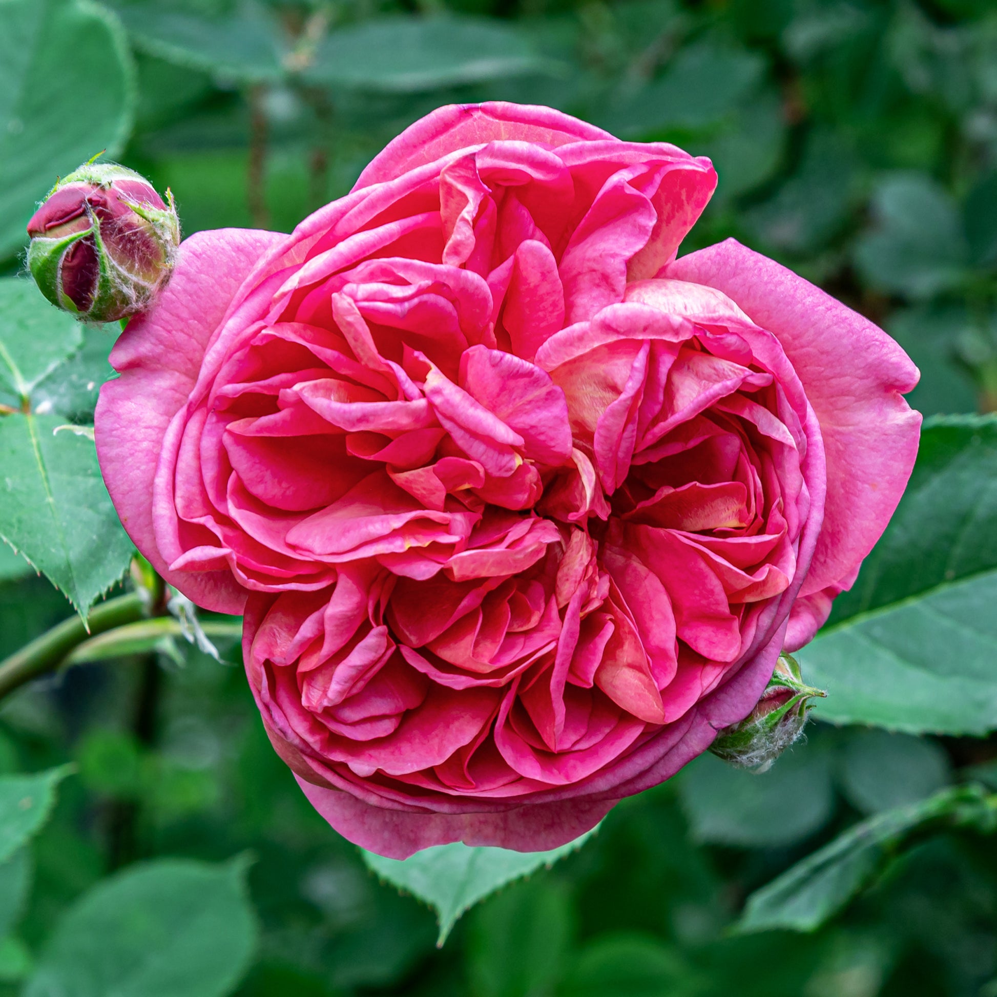 Rosier Bourbon grimpant Mme Isaac Pereire - Rosa Madame Isaac Pereire - Bakker