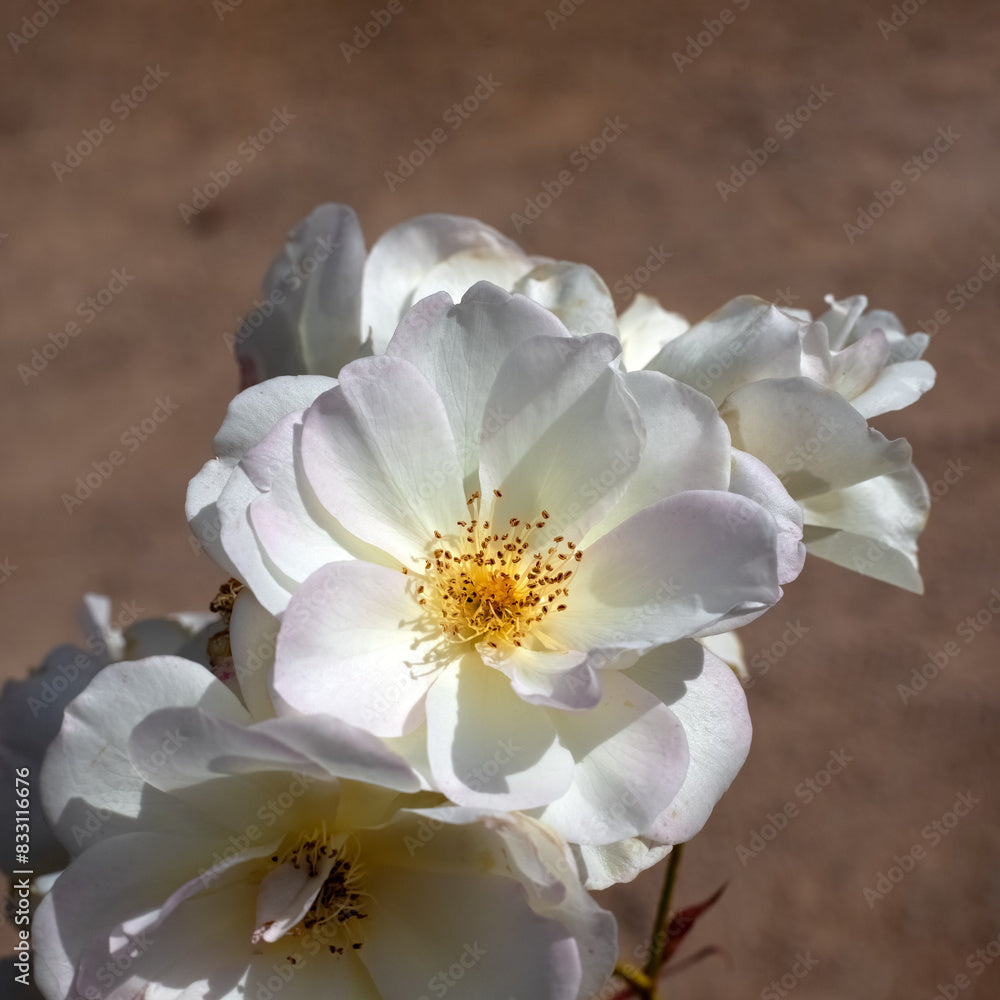 Rosier arbustif Pénélope - Rosa moschata Pénélope - Bakker