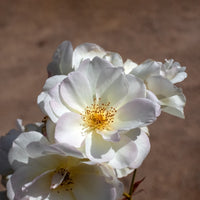 Rosier arbustif Pénélope - Rosa moschata Pénélope - Bakker