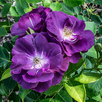 Rosiers - Rosier buisson Rhapsody in Blue® Frantasia - Rosa Rhapsody in Blue® Frantasia